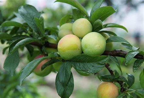 李子 樹|李（蔷薇科李属的一种植物）